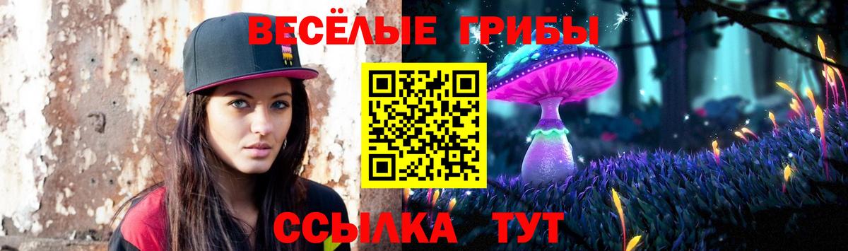 купить наркотик  Псилоцибиновые грибы GOLDEN TEACHER  Вход с VPN  Новозыбков 